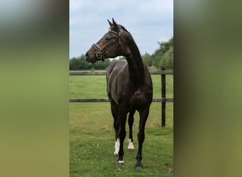 Hannoveraan, Merrie, 17 Jaar, 169 cm, Zwartbruin