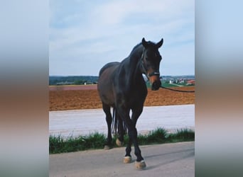 Hannoveraan, Merrie, 17 Jaar, 170 cm, Donkerbruin