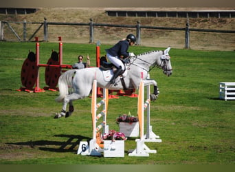 Hannoveraan, Merrie, 17 Jaar, 170 cm, Schimmel