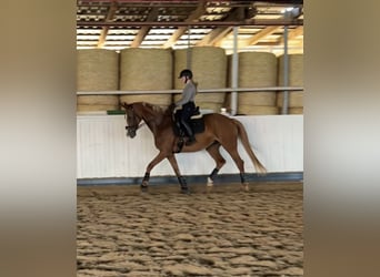 Hannoveraan, Merrie, 17 Jaar, 170 cm, Vos