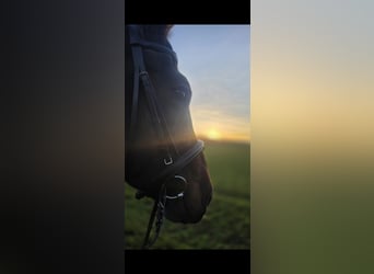 Hannoveraan, Merrie, 17 Jaar, 172 cm, Bruin