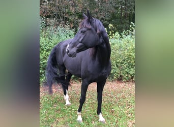 Hannoveraan, Merrie, 17 Jaar, 173 cm, Zwart