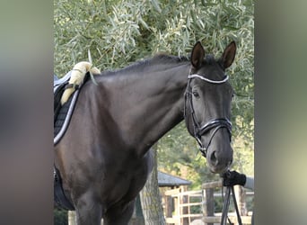 Hannoveraan, Merrie, 17 Jaar, 174 cm, Zwartbruin