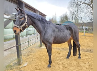 Hannoveraan, Merrie, 17 Jaar, Donkerbruin