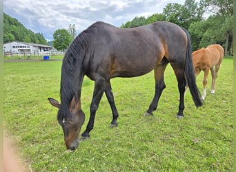 Hannoveraan, Merrie, 17 Jaar, Donkerbruin