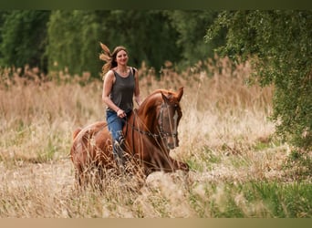 Hannoveraan, Merrie, 18 Jaar, 164 cm, Vos