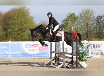 Hannoveraan, Merrie, 18 Jaar, 164 cm, Zwart