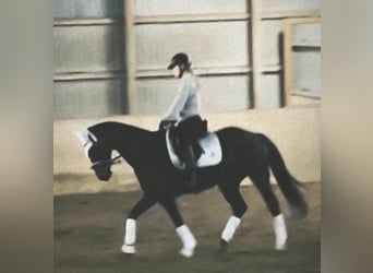 Hannoveraan, Merrie, 18 Jaar, 164 cm, Zwart