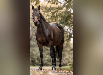 Hannoveraan, Merrie, 18 Jaar, 167 cm, Bruin