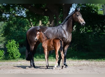 Hannoveraan, Merrie, 18 Jaar, 168 cm, Donkerbruin