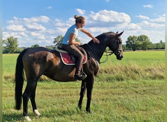 Hannoveraan, Merrie, 18 Jaar, 169 cm, Bruin