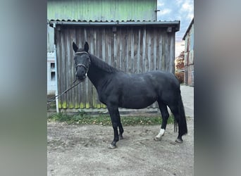 Hannoveraan, Merrie, 18 Jaar, 170 cm