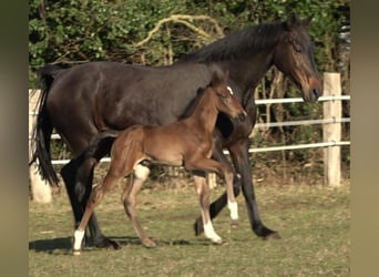 Hannoveraan, Merrie, 18 Jaar, 172 cm, Donkerbruin