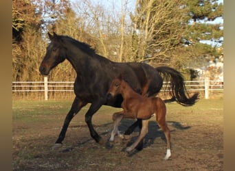 Hannoveraan, Merrie, 18 Jaar, 172 cm, Donkerbruin