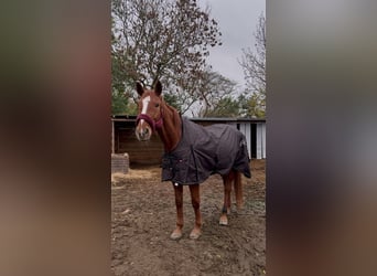 Hannoveraan, Merrie, 18 Jaar, 173 cm, Vos