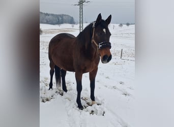 Hannoveraan Mix, Merrie, 19 Jaar, 160 cm, Bruin