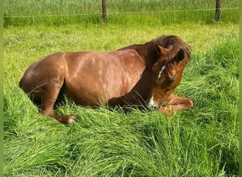 Hannoveraan, Merrie, 19 Jaar, 164 cm, Vos