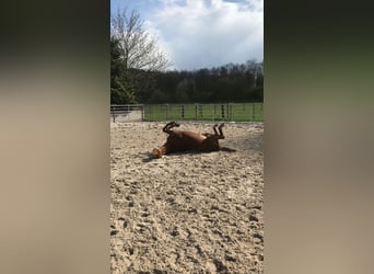Hannoveraan, Merrie, 19 Jaar, 164 cm, Vos