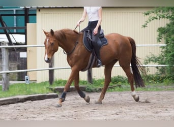 Hannoveraan, Merrie, 19 Jaar, 164 cm, Vos