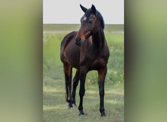 Hannoveraan, Merrie, 19 Jaar, 165 cm, Bruin