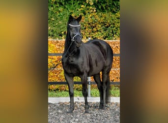 Hannoveraan, Merrie, 19 Jaar, 165 cm, Zwartbruin