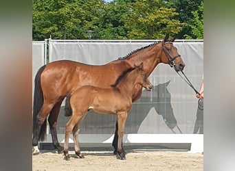 Hannoveraan, Merrie, 19 Jaar, 167 cm, Bruin