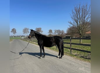 Hannoveraan, Merrie, 19 Jaar, 170 cm, Zwartbruin