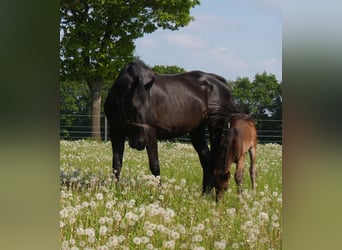 Hannoveraan, Merrie, 19 Jaar, 172 cm, Zwartbruin