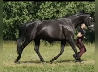 Hannoveraan, Merrie, 19 Jaar, Zwartbruin