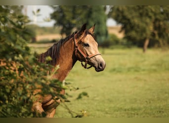 Hannoveraan, Merrie, 1 Jaar, 147 cm, Brown Falb schimmel