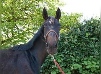 Hannoveraan, Merrie, 1 Jaar, 149 cm