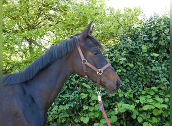 Hannoveraan, Merrie, 1 Jaar, 149 cm