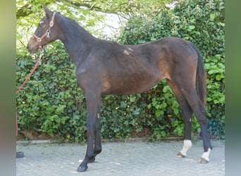Hannoveraan, Merrie, 1 Jaar, 149 cm