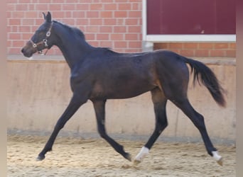 Hannoveraan, Merrie, 1 Jaar, 149 cm