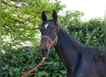 Hannoveraan, Merrie, 1 Jaar, 149 cm