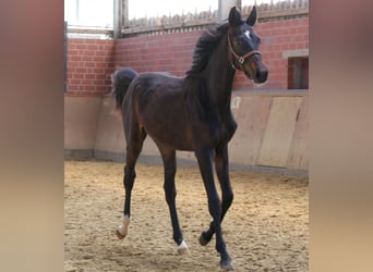 Hannoveraan, Merrie, 1 Jaar, 149 cm