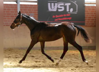 Hannoveraan, Merrie, 1 Jaar, 149 cm