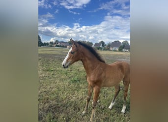 Hannoveraan, Merrie, 1 Jaar, 150 cm, kan schimmel zijn