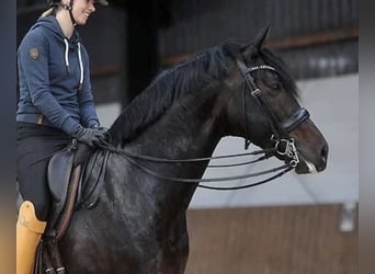 Hannoveraan, Merrie, 1 Jaar, 155 cm, Donkerbruin