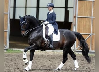 Hannoveraan, Merrie, 1 Jaar, 155 cm, Donkerbruin