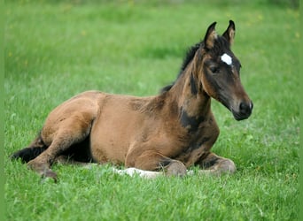 Hannoveraan, Merrie, 1 Jaar, 155 cm, Donkerbruin