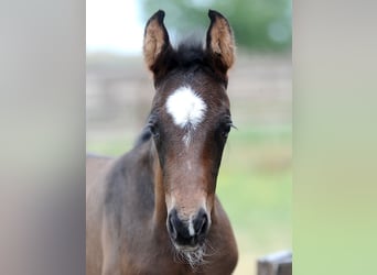 Hannoveraan, Merrie, 1 Jaar, 155 cm, Donkerbruin