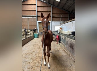 Hannoveraan, Merrie, 1 Jaar, 160 cm, Vos