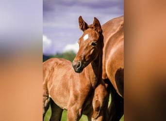 Hannoveraan, Merrie, 1 Jaar, 160 cm, Vos