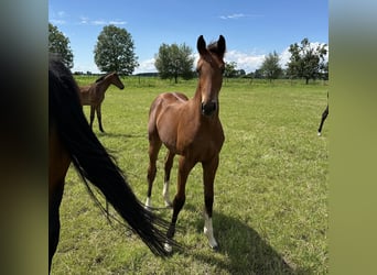 Hannoveraan, Merrie, 1 Jaar, 162 cm, Bruin