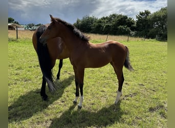 Hannoveraan, Merrie, 1 Jaar, 162 cm, Bruin