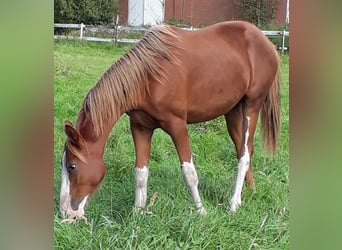 Hannoveraan, Merrie, 1 Jaar, 163 cm, Donkere-vos