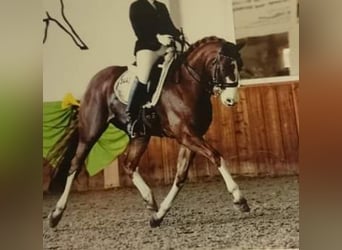 Hannoveraan, Merrie, 1 Jaar, 163 cm, Donkere-vos