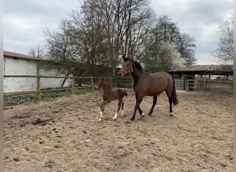 Hannoveraan, Merrie, 1 Jaar, 164 cm, Bruin