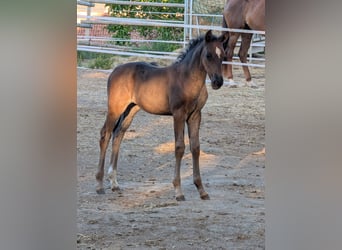 Hannoveraan, Merrie, 1 Jaar, 164 cm, Donkerbruin